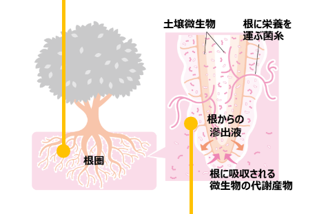根圏の微生物叢