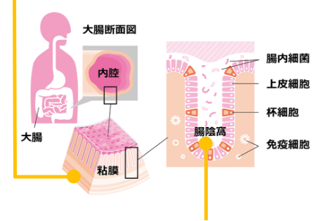腸内